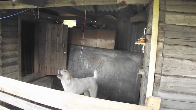 Лай щенка САО (Алабая) смотреть онлайн