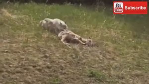 волк атакует овцу
