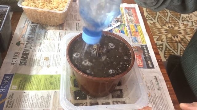 Маньчжурский орех | Выращивание | Сажаю орех смотреть онлайн