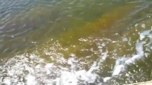 Лодка 4 метра болотоход 11 л.с.