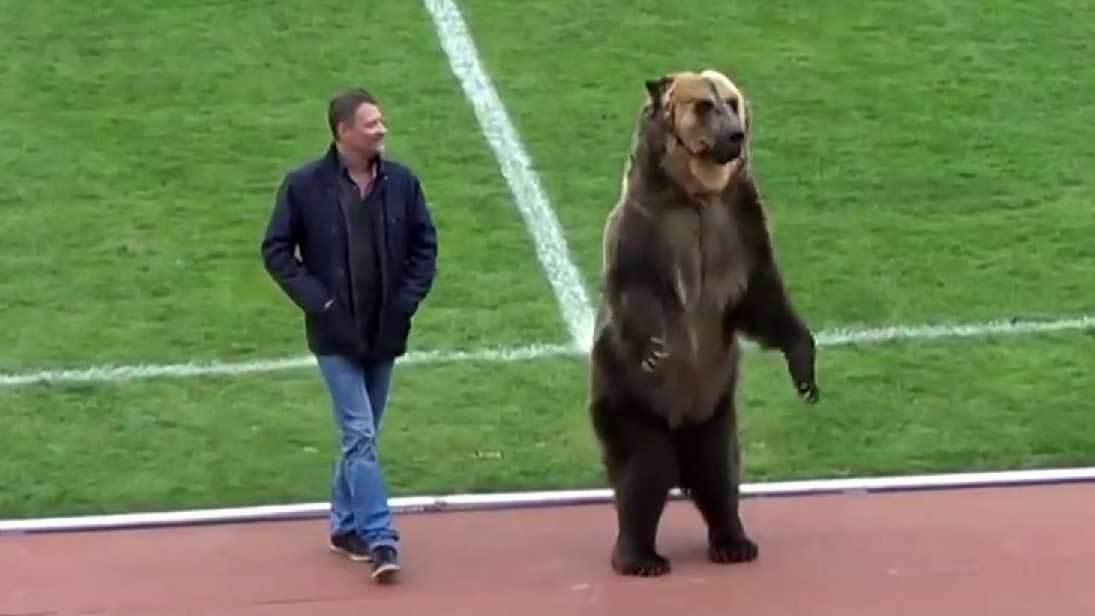 Британские зоозащитники обеспокоены судьбой цирков...дя, который открыл футбольный матч в Пятигорске