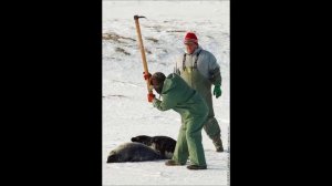 Бельки,дополнение официальный видео ролик