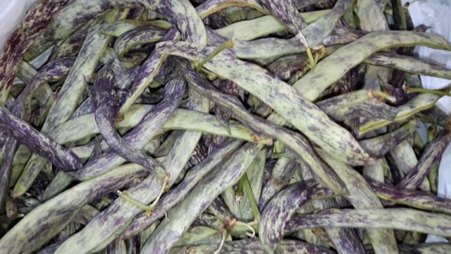 Фасоль Азербайджан смотреть онлайн