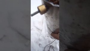 рыбаловная торпеды, как устроены её  кишки.