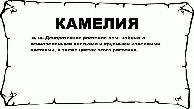 КАМЕЛИЯ - что это такое? значение и описание