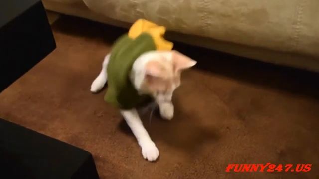 Animal Cosplay смотреть онлайн