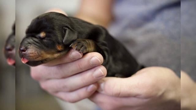 Щенки добермана? смотреть онлайн