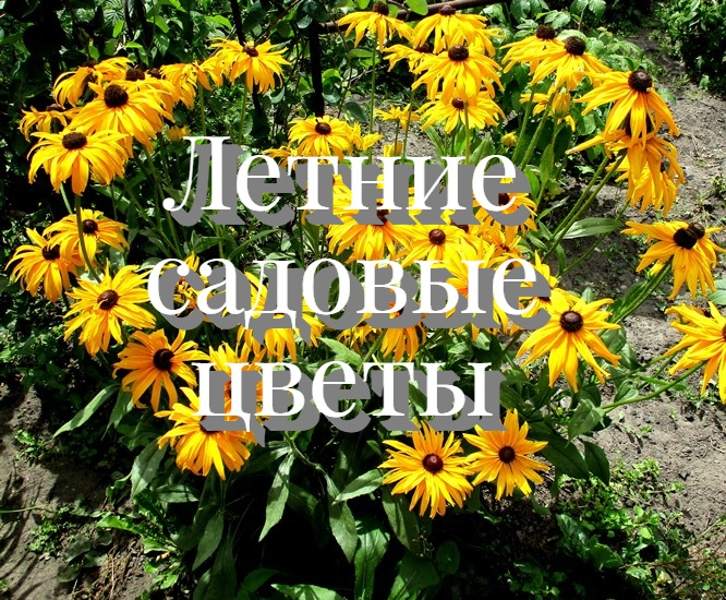 Летние садовые цветы – смотреть онлайн видео от Красивая усадьба в ...