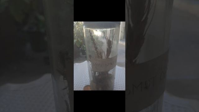 Specimen Loose Smut of Wheat смотреть онлайн