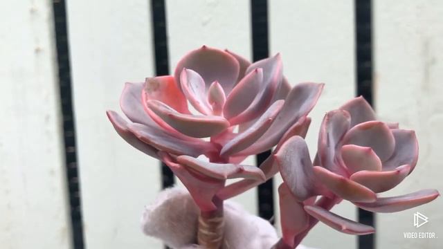 Echeveria Dusty Rose смотреть онлайн