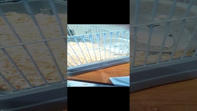 мою карамельку ??