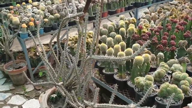 Cactus and agave nursery in Lahore Pakistan, cactus point nursery смотреть онлайн