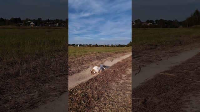 Маскировка кота Плюхи.