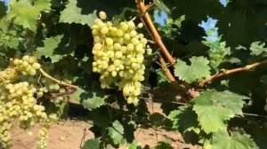 Виноград Цитронный (Кишмиш)