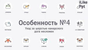 6 особенностей ухода за канарским догом