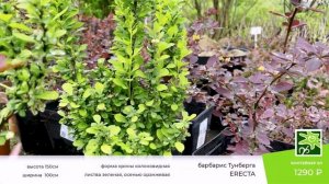 Сорта барбариса в Ромашкино Парк