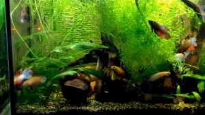 рыбки петушки и курочки