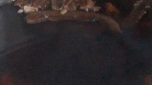 Грибной бульон из сухих белых грибов