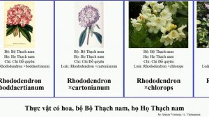 Thực vật có hoa, bộ Bộ Thạch nam, họ Họ Thạch nam rhododendron quất quyên erica việt minor sect