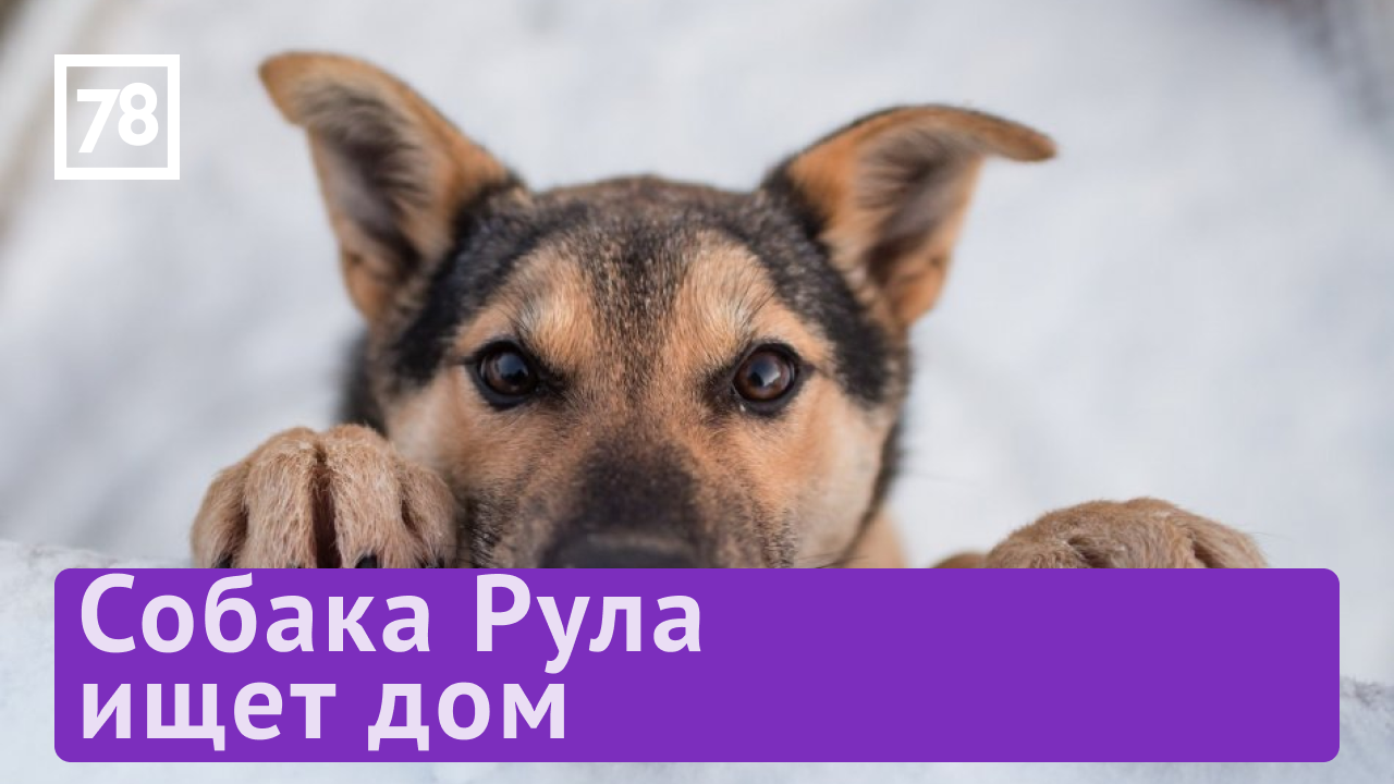 Рубрика "Хочу домой" в "Полезном утре"