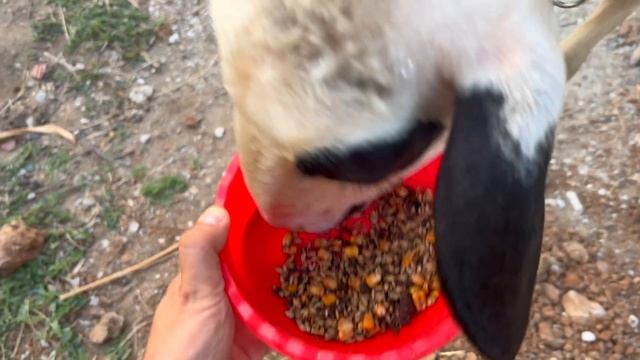 Куча нервов и денег потрачено! Как мы перевозили коня домой! Хутор пополнился. Жизнь в деревне. смотреть онлайн