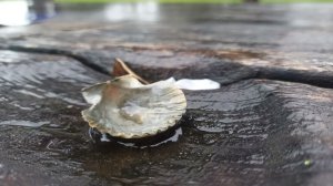 Browns bay shell planet