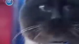 Кот верный как Хатико!!! Плакать хочется!!! Очень грустное видео!! Хозяева поступили очень плохо!!!