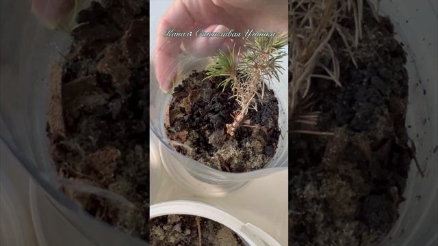 ВЫКИНУЛА ЧЕРЕНКИ // Picea glauca Conica // Пицея глаука Коника