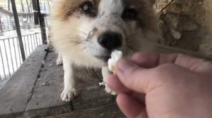 Лисы и попкорн. А как им трава понравилась! Foxes and popcorn. And how they liked the grass!