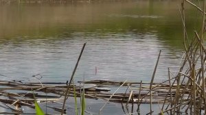 Рыбалка на поплавок в диких местах ШОК ! не ожидал тут такую поймать рыбу ловля на поплавок с берег