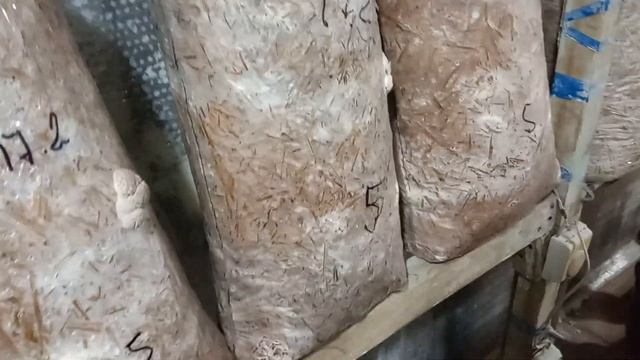Обзор штаммов грибов вешенка.
