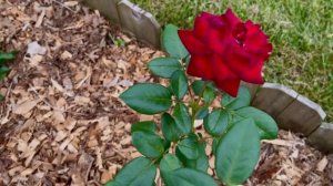 Rose ‘Forever Yours’