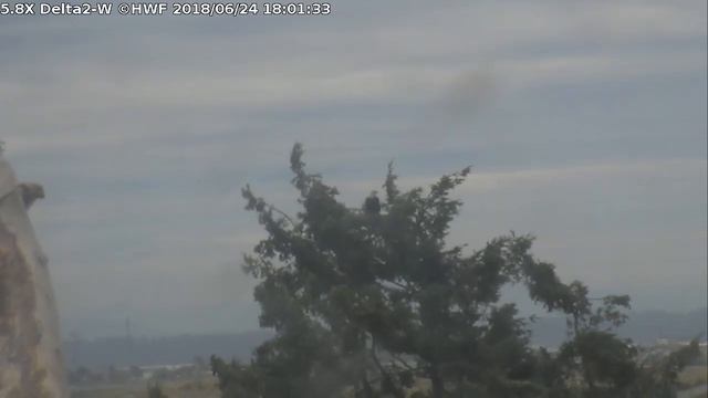 HWF Delta 2 West Eagle Cam смотреть онлайн