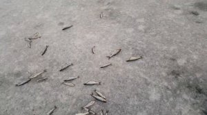 Рыбалка в Зее и Зейском районе