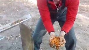 Быстрый способ очистки облепихи от листьев и мусора.