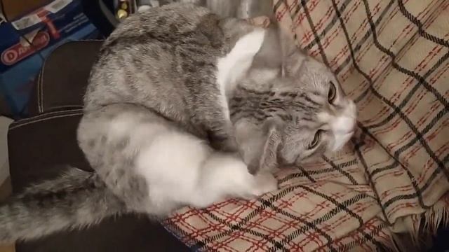 Мелкая Тигра таки имеет себе план смотреть онлайн