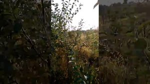Урожай на подвое мм106