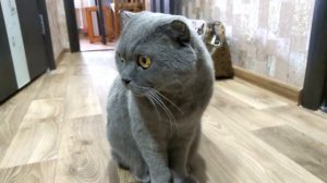 Самый злой кот загрустил и плачет