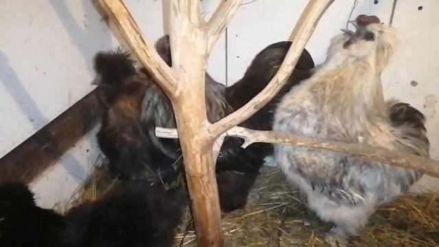 Китайские шелковые куры