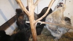 Китайские шелковые куры