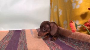Авеста Вива Шанелька, 2,5 месяца, кроличья такса