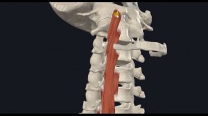Длинная мышца шеи (m. longus colli) 3D Анатомия