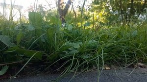 Кот в траве.