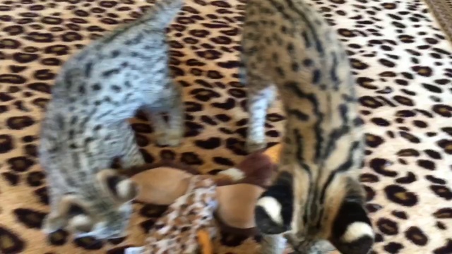 Мальчик Саванна f1 Питомник SoulCats смотреть онлайн