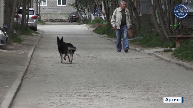 Штрафы за выброшенных питомцев вырастут смотреть онлайн