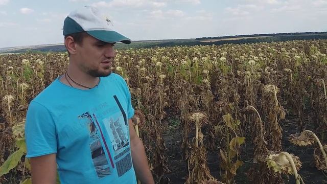 Подсолнечник под Евролайтинг ЕС БЕРЕКЕТ. Урожайный и жаростойкий гибрид для Юга Украины 0957797888 смотреть онлайн