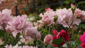 これが薔薇‼️個性的なクチュールローズチリア　Couture Rose Tilia