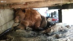 Испуганный медведь отложил кирпичей