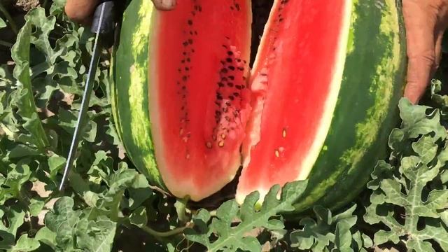 Арбуз Кримсон Руби 2.08.21 смотреть онлайн