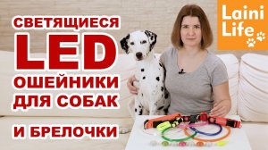 Светящиеся ошейники и брелоки для собак. Большой обзор HAUL